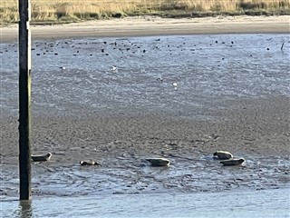 Wandelweekend Nieuwpoort 2024